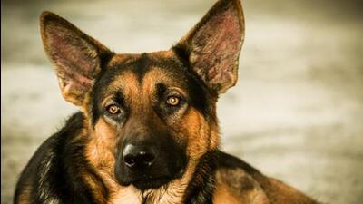 Round-the-clock water supply should be provided to pets to ensure that they remain hydrated. (REPRESENTATIVE PHOTO) Round-the-clock water supply should be provided to pets to ensure that they remain hydrated. (REPRESENTATIVE PHOTO)