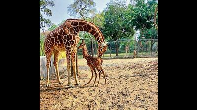 Mother and calf at Patna zoo on Friday. (HT Photo) Mother and calf at Patna zoo on Friday. (HT Photo)