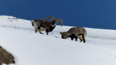 Himalayan sheep grazing in the winter snow near Key village in Spiti. (Sanjay Mehta) Himalayan sheep grazing in the winter snow near Key village in Spiti. (Sanjay Mehta)