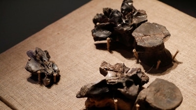 Fossilized bones of Maip macrothorax, a megaraptor dinosaur that lived in the Patagonia region of Argentina, are shown in the Buenos Aires National History Museum. (REUTERS)
