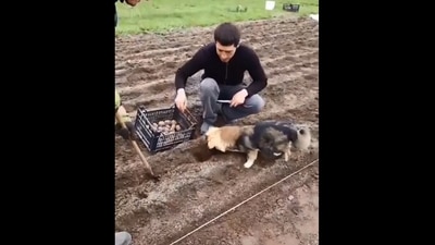 The image, taken from the Reddit video, shows the helper dog planting potatoes. (Reddit/@Thund3rbolt)