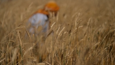 A farmer harvests wheat on the outskirts of Jammu. (AP) A farmer harvests wheat on the outskirts of Jammu. (AP)