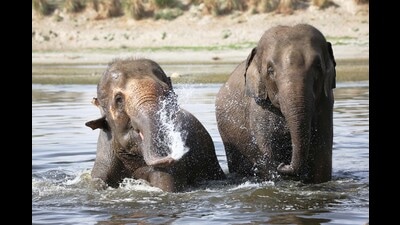 Elephants Coco and Peanut enjoy a splash in the river near the Wildlife SOS Elephant Hospital Campus (HT Photo) Elephants Coco and Peanut enjoy a splash in the river near the Wildlife SOS Elephant Hospital Campus (HT Photo)