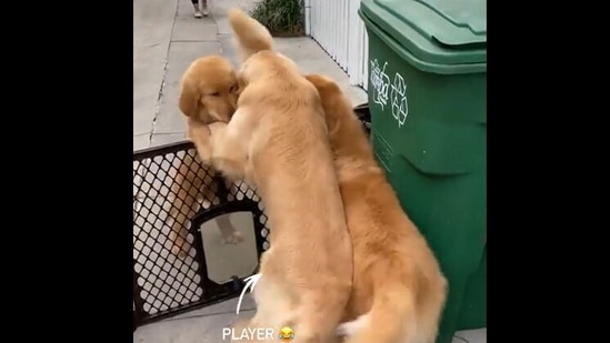 Golden Retriever doggos get excited to see their pooch friends ...