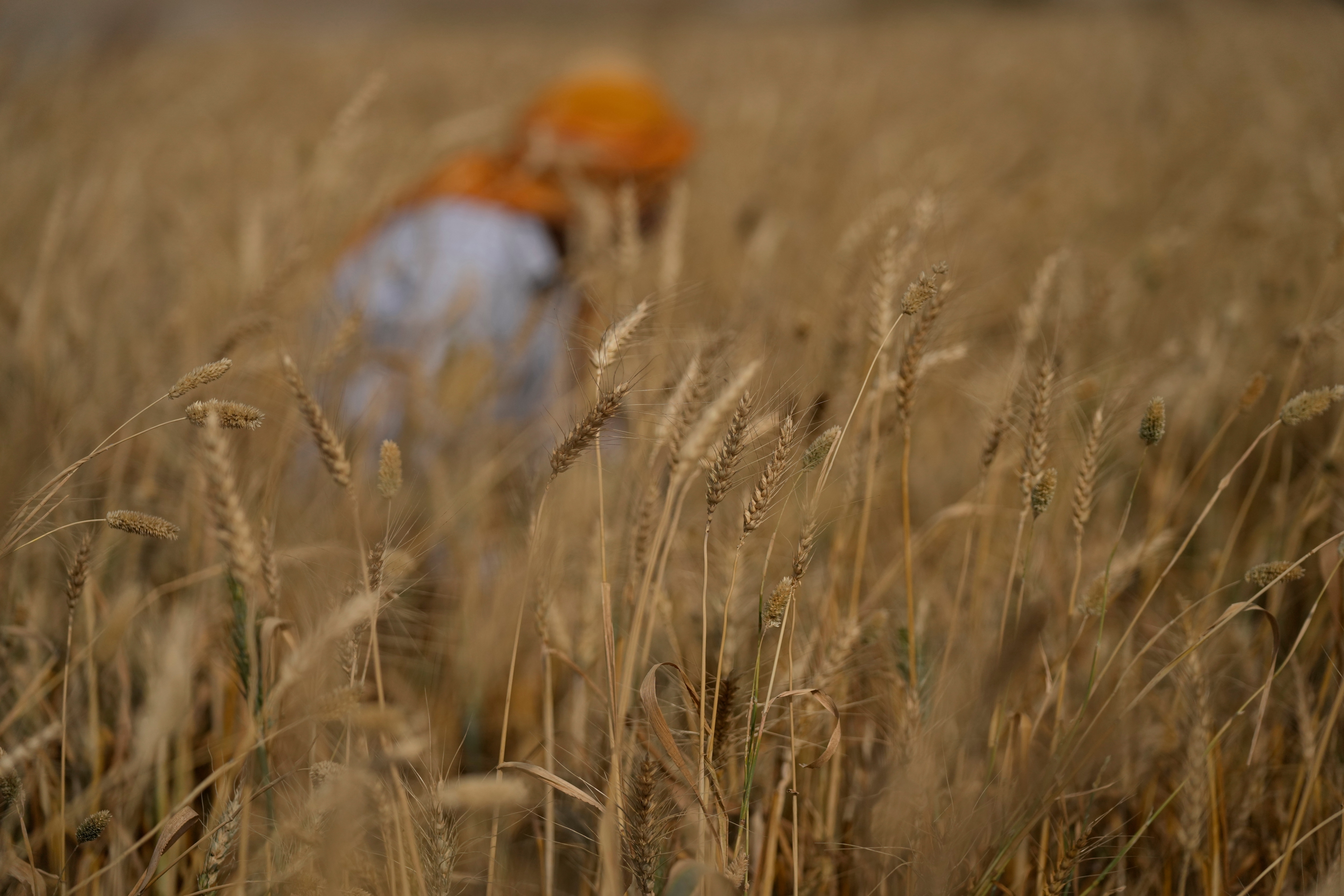 India, which is supporting its 800 million poor through food security programmes, reiterated the need to have public procurement of foodstocks by offering MSP to farmers. (AP) India, which is supporting its 800 million poor through food security programmes, reiterated the need to have public procurement of foodstocks by offering MSP to farmers. (AP)