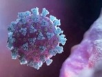Several researchers have attributed the Covid-19 virus to the zoonotic transmission - passing of a previously unknown virus (Coronavirus in this case) from a wild animal to a human.(HT file photo) Several researchers have attributed the Covid-19 virus to the zoonotic transmission - passing of a previously unknown virus (Coronavirus in this case) from a wild animal to a human.(HT file photo)
