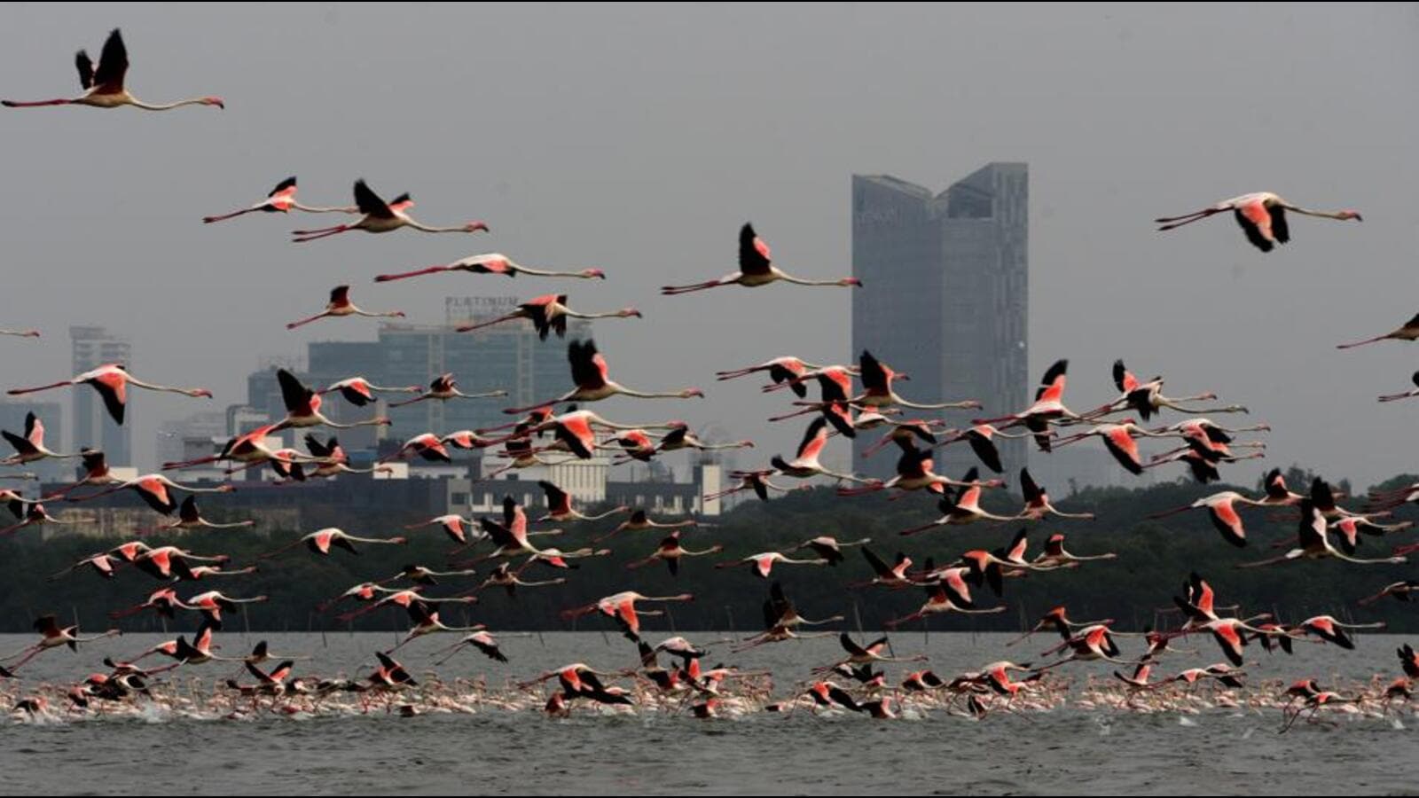 More than 130,000 flamingoes visited Thane creek this year: Dept