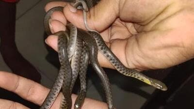 13 Checkered Keelback snakelets rescued from Virar house