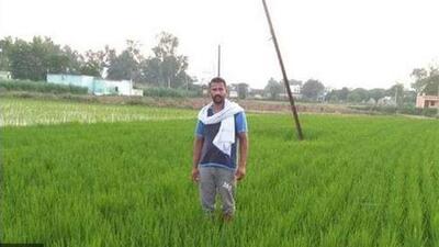 Under the direct seeding of rice ( DSR) technique, the seeds are sown in the field directly rather than transplanting seedlings. The technique helps save groundwater. (Representative image)