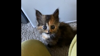 The image, taken from the Reddit video, shows the tiny cat. (Reddit/@zt997)