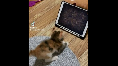 Taken from the viral Reddit video, the image shows the cat in front of the iPad. (Reddit/@IUMogg)