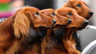 The image shows Dachshund dogs before competition at a dog show in Dortmund, Germany. (AP) The image shows Dachshund dogs before competition at a dog show in Dortmund, Germany. (AP)