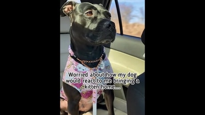 The image shows the dog’s on its way to meet the cat for the first time. (Instagram/@dogsofinstagram)