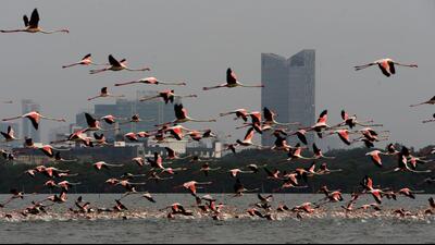 1.30 lakh flamingoes have been sighted in Thane creek this year, the most in last five years. This is according to the counting done by Bombay Natural History Society wildlife research organisation. (BACHCHAN KUMAR/HT PHOTO) 1.30 lakh flamingoes have been sighted in Thane creek this year, the most in last five years. This is according to the counting done by Bombay Natural History Society wildlife research organisation. (BACHCHAN KUMAR/HT PHOTO)