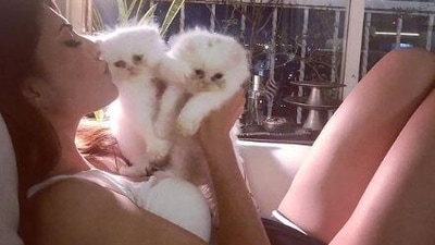 Jacqueline Fernandez reportedly received three Persian cats from Sukesh.&nbsp; (Instagram)