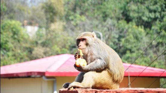 According to forest officials, earlier the census of monkeys and langurs was held in the state in 2015. (HT Photo)