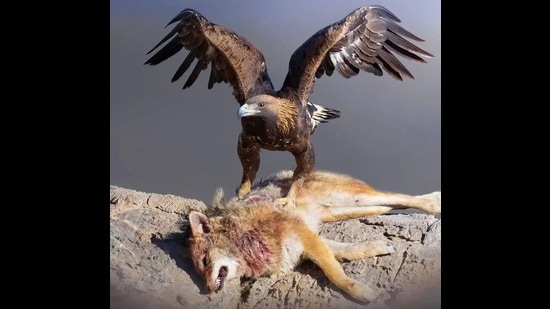 A Golden eagle hunts down a jackal in Shahrekord, Iran. (PHOTO: SAEID HEIDARI-SOURESHJANI)