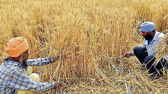 Wheat yield drops by 8% due to sudden heatwave in Punjab (HT)(HT_PRINT)