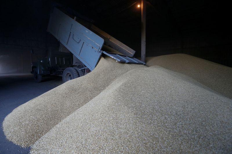 File Photo: A driver unloads a truck at a grain store during barley harvesting in the village of Zhovtneve, Ukraine.&nbsp; (REUTERS)