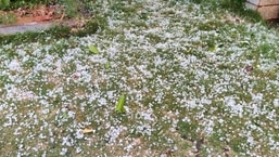 Several residents of the city took to social media to post visuals of hailstones that lashed Bengaluru.