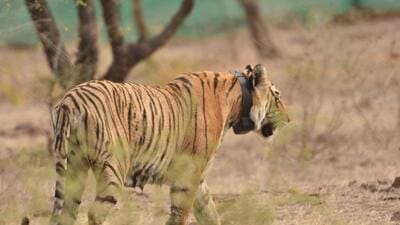MHTR field director Sedu Ram Yadav said tigress MT-4, who was released in Seljar in the northern part of Mukundra Hills Tiger Reserve is healthy (Photo courtesy: MHTR) MHTR field director Sedu Ram Yadav said tigress MT-4, who was released in Seljar in the northern part of Mukundra Hills Tiger Reserve is healthy (Photo courtesy: MHTR)