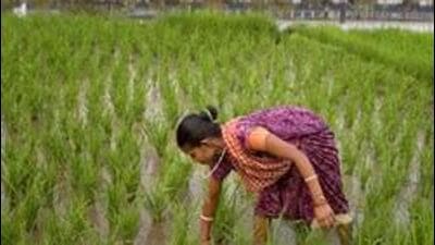Fertiliser prices nearly doubled in the country due to a global shortage and supply disruptions due to the Russia-Ukraine war. (AP File photo) Fertiliser prices nearly doubled in the country due to a global shortage and supply disruptions due to the Russia-Ukraine war. (AP File photo)