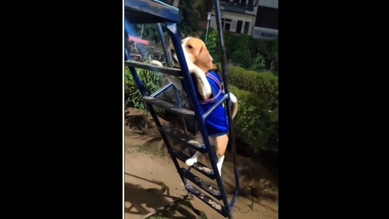 The dog goes up the ladder to go on the slide by himself and it is adorable to watch.&nbsp;(beaglethedoodle/Instagram)