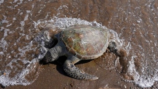 A dead green sea turtle washes up on a beach. More than one in five species of reptiles worldwide, including the green sea turtle, are threatened with extinction.(AP file)