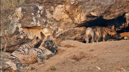 Hyena sightings have been on the rise in Pune district, as per forest department officials. (HT PHOTO)