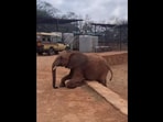 The elephant engages in some ‘faux scratching’ in order to trick the keepers to get more food in this Instagram video. (Instagram/@sheldricktrust)
