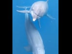 The rescued dolphins can be seen enjoying their free life in this Instagram video. (Instagram/@dolphin_project)