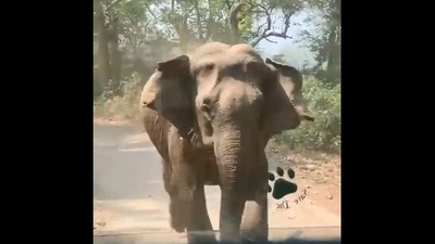 The image, taken from the Twitter video, shows the elephant getting close to the bus. (Twitter/@surenmehra)