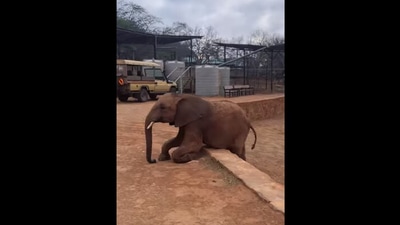 The elephant engages in some ‘faux scratching’ in order to trick the keepers to get more food in this Instagram video. (Instagram/@sheldricktrust) The elephant engages in some ‘faux scratching’ in order to trick the keepers to get more food in this Instagram video. (Instagram/@sheldricktrust)
