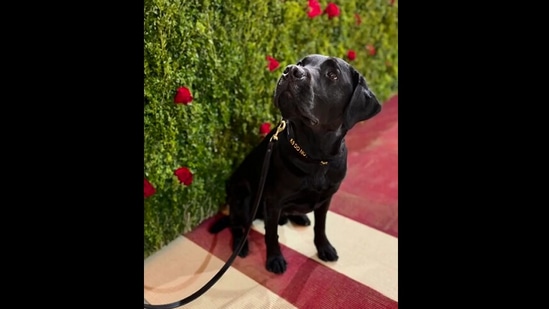 Met Gala 2022: The image, taken from the Instagram video, shows the cute dog. (Instagram/@metmuseum)