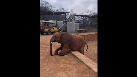 The elephant engages in some ‘faux scratching’ in order to trick the keepers to get more food in this Instagram video.&nbsp;(Instagram/@sheldricktrust)