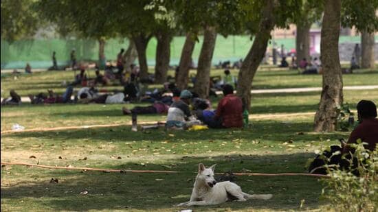 Construction workers and a dog take shelter under the shade of trees on a hot day in New Delhi. Maximum temperature has further fallen by 2°C to 4°C over Rajasthan, Punjab, New Delhi and Haryana, IMD said. (AP)