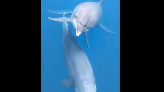 The rescued dolphins can be seen enjoying their free life in this Instagram video.&nbsp;(Instagram/@dolphin_project)