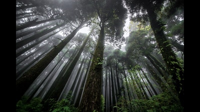 An eerie view of a Himalayan subtropical pine forest. (Shutterstock)