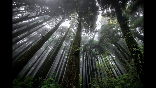 An eerie view of a Himalayan subtropical pine forest. (Shutterstock)
