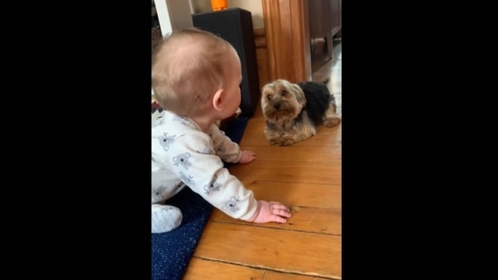 A screengrab of the video of a dog bonding with its human's baby.&nbsp;(bean_nbow/Instagram)