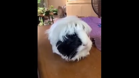 The adorable guinea pig gets a hilarious haircut in this viral Instagram video.&nbsp;(Instagram/@schitts_pigs)