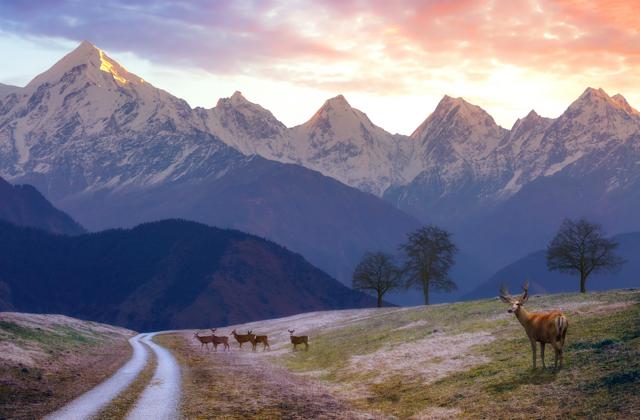 Himalayan deer (Shutterstock)