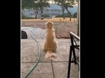 This dog loves watching the sunset. (vegetablelatte/Instagram ) This dog loves watching the sunset. (vegetablelatte/Instagram )