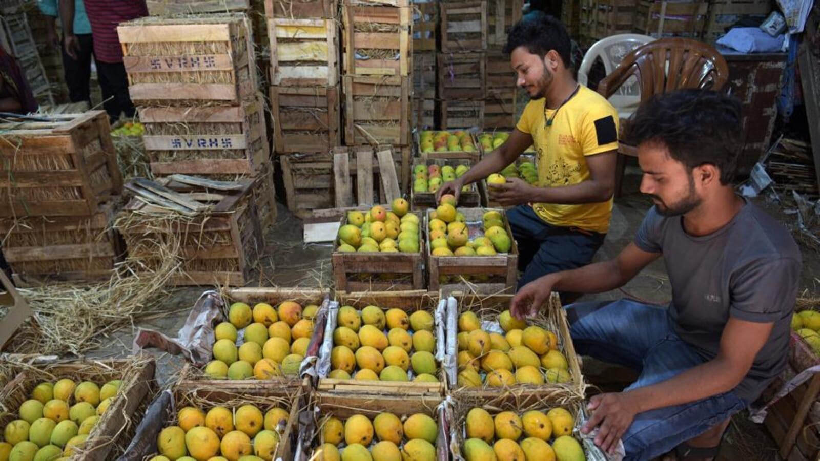 80K boxes of Alphonso mangoes reach APMC market every day Mumbai news
