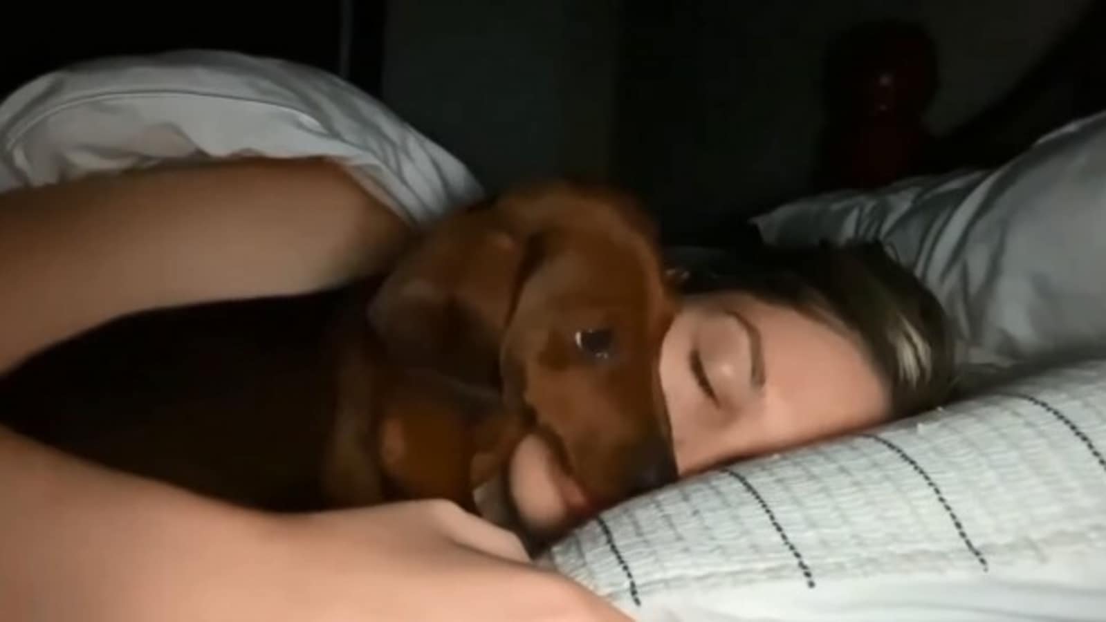 Dog gets up at midnight to crawl into human s bed sleeps beside