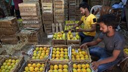 Navi Mumbai, India - May 05, 2022: APMC market receives highest number of mangoes this year with around 80,000 boxes per day, in Navi Mumbai, India, on Thursday, May 05, 2022. (Photo by Bachchan Kumar/ HT PHOTO) (HT PHOTO)