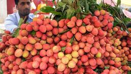 At Poona, litchi was not much grown in the earlier years because the soil it would occupy was profitably used to grow mangoes. (REPRESENTATIVE PHOTO)