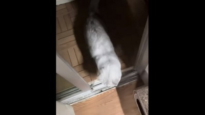 The cat gets released from the shower after meowing loudly in this Instagram video. (Instagram/@meowed) The cat gets released from the shower after meowing loudly in this Instagram video. (Instagram/@meowed)