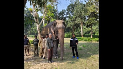 Elephant Mithun at a Dudhwa base camp. (File photo)