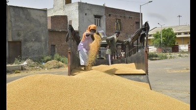Wheat purchase by private buyers jumps to 6% in Punjab this year (HT) Wheat purchase by private buyers jumps to 6% in Punjab this year (HT)